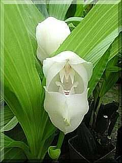 ORCHIDEES DU FENOUILLEDES