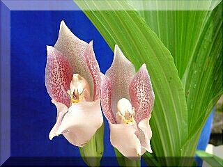 ORCHIDEES DU FENOUILLEDES
