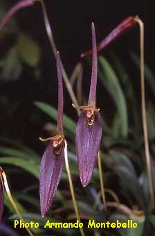 ORCHIDEES DU FENOUILLEDES