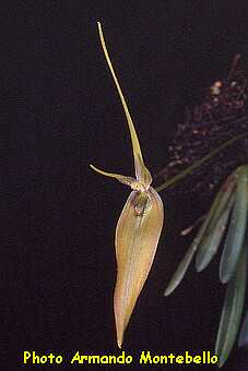 ORCHIDEES DU FENOUILLEDES