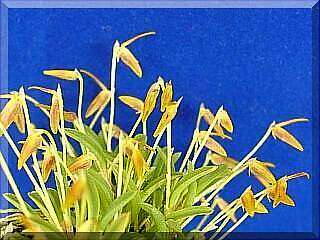 ORCHIDEES DU FENOUILLEDES