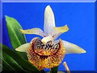 ORCHIDEES DU FENOUILLEDES