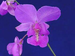 ORCHIDEES DU FENOUILLEDES