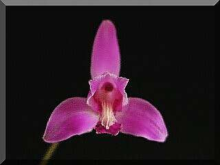 ORCHIDEES DU FENOUILLEDES