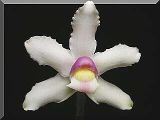ORCHIDEES DU FENOUILLEDES