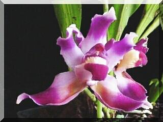 ORCHIDEES DU FENOUILLEDES