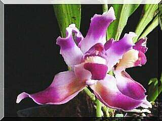 ORCHIDEES DU FENOUILLEDES