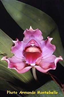 ORCHIDEES DU FENOUILLEDES