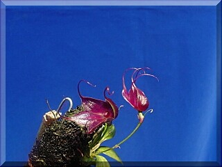 ORCHIDEES DU FENOUILLEDES