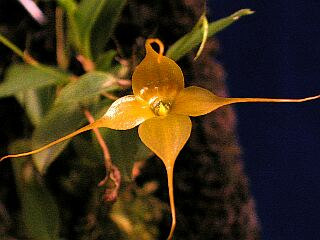 ORCHIDEES DU FENOUILLEDES