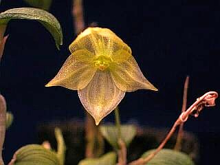 ORCHIDEES DU FENOUILLEDES