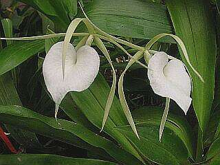 ORCHIDEES DU FENOUILLEDES