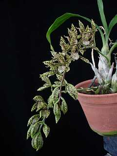 ORCHIDEES DU FENOUILLEDES