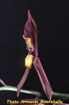 ORCHIDEES DU FENOUILLEDES