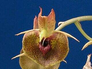 ORCHIDEES DU FENOUILLEDES