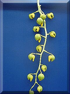 ORCHIDEES DU FENOUILLEDES