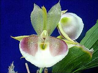 ORCHIDEES DU FENOUILLEDES