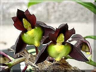 ORCHIDEES DU FENOUILLEDES