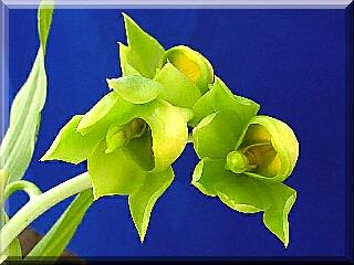 ORCHIDEES DU FENOUILLEDES