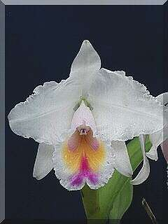 ORCHIDEES DU FENOUILLEDES
