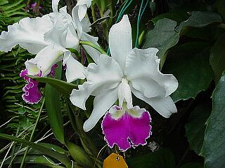 ORCHIDEES DU FENOUILLEDES