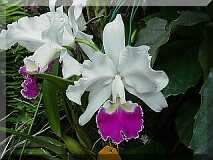 ORCHIDEES DU FENOUILLEDES