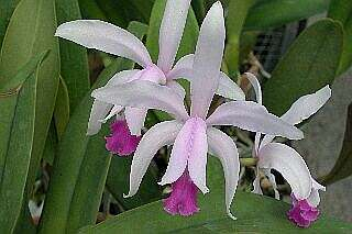 ORCHIDEES DU FENOUILLEDES