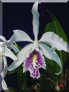 ORCHIDEES DU FENOUILLEDES