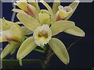 ORCHIDEES DU FENOUILLEDES