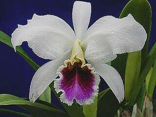 ORCHIDEES DU FENOUILLEDES