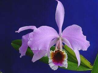 ORCHIDEES DU FENOUILLEDES