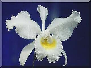 ORCHIDEES DU FENOUILLEDES