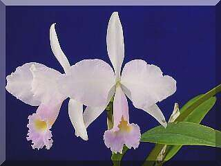 ORCHIDEES DU FENOUILLEDES