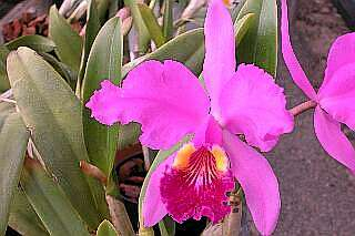 ORCHIDEES DU FENOUILLEDES