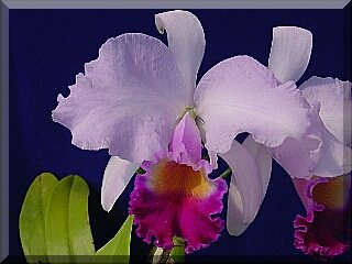 ORCHIDEES DU FENOUILLEDES