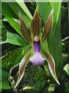 ORCHIDEES DU FENOUILLEDES