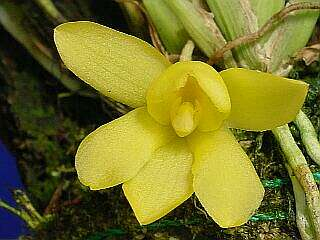 ORCHIDEES DU FENOUILLEDES