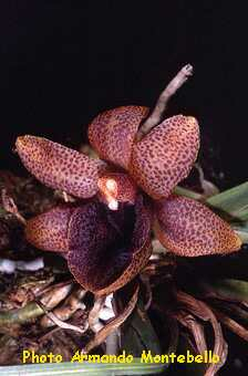 ORCHIDEES DU FENOUILLEDES