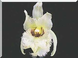 ORCHIDEES DU FENOUILLEDES