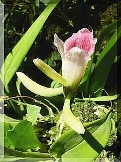ORCHIDEES DU FENOUILLEDES