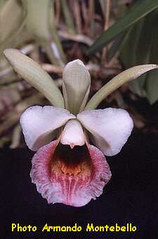 ORCHIDEES DU FENOUILLEDES