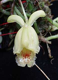 ORCHIDEES DU FENOUILLEDES