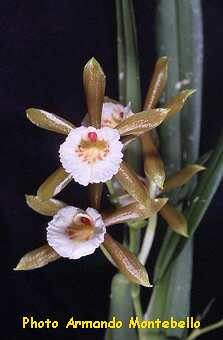 ORCHIDEES DU FENOUILLEDES