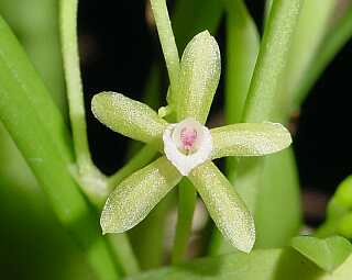 ORCHIDEES DU FENOUILLEDES