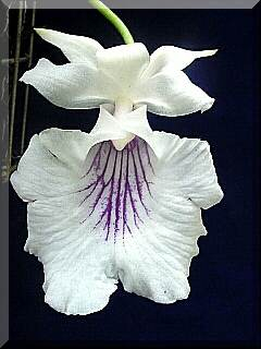 ORCHIDEES DU FENOUILLEDES