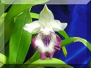 ORCHIDEES DU FENOUILLEDES