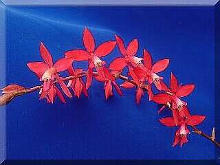 ORCHIDEES DU FENOUILLEDES
