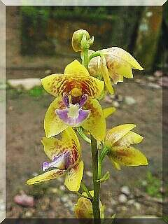 ORCHIDEES DU FENOUILLEDES