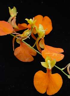 ORCHIDEES DU FENOUILLEDES