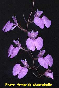 ORCHIDEES DU FENOUILLEDES